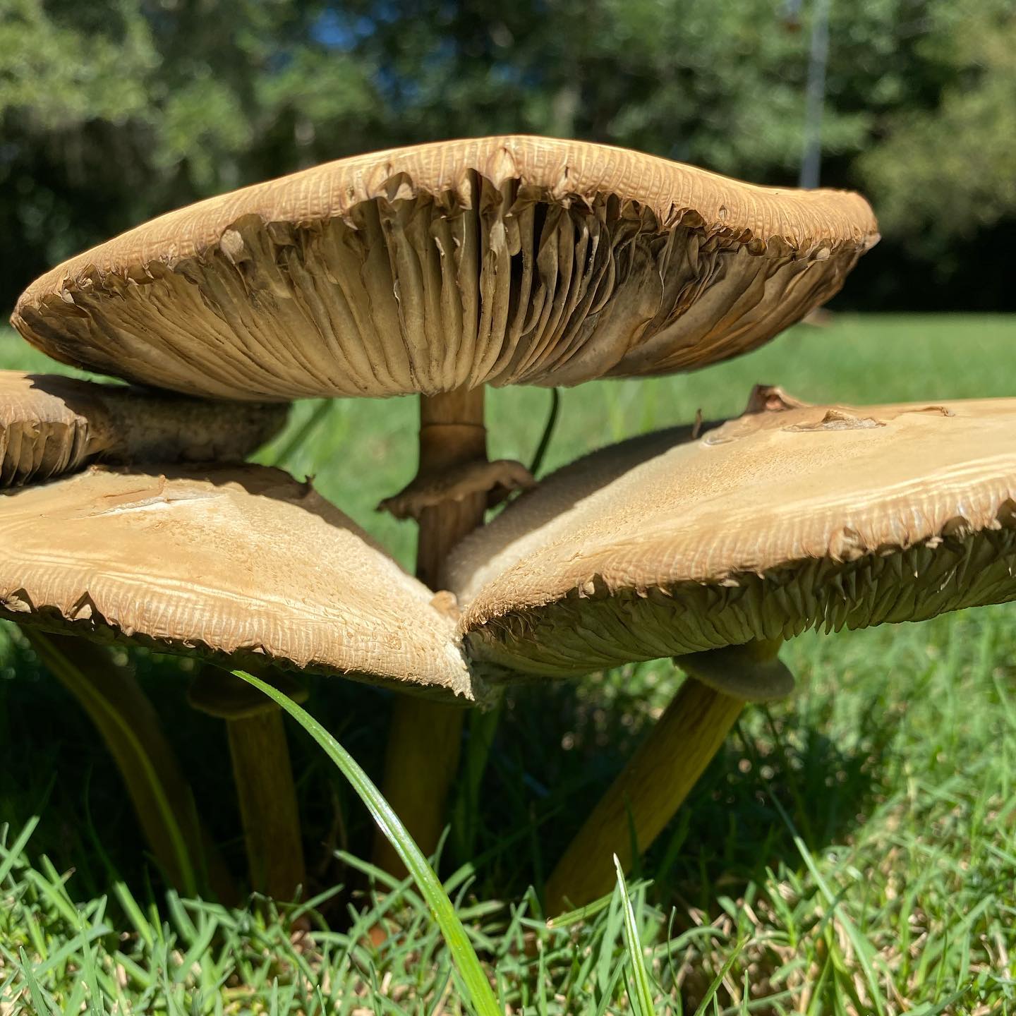 Basidiomycota mushroom 